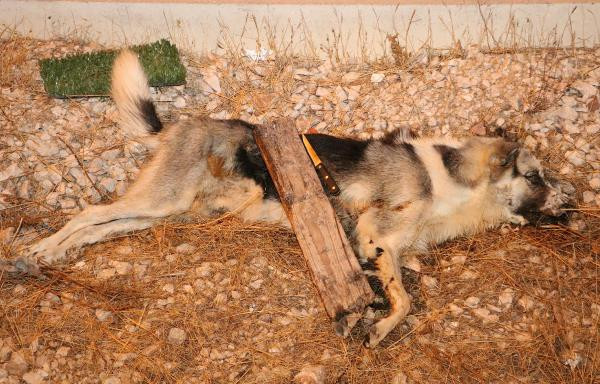 Sokak köpeğini işkenceyle öldürdüler