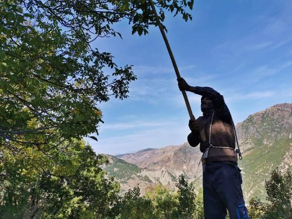 Tunceli'de tehlikeli ve zorlu ceviz hasadı