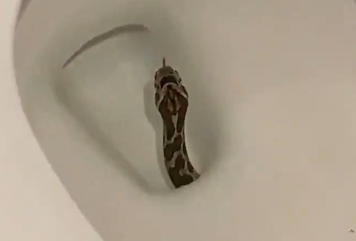 Evin tuvalet klozetinden çıkan yılan hayrete düşürdü!