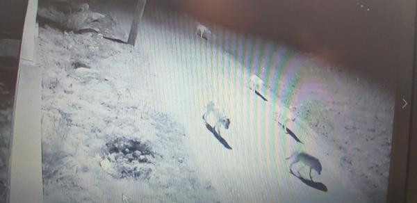 Köye inen kurt sürüsüne köpek de katıldı