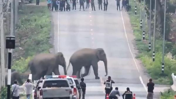 Tayland'da caddeyi fil sürüsü bastı