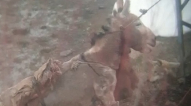 Gündüz vakti köye inan kurtlar eşeğe saldırdı
