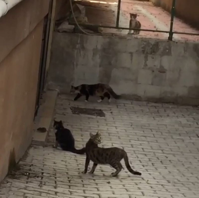 Küçük fare 5 kediye kafa tuttu